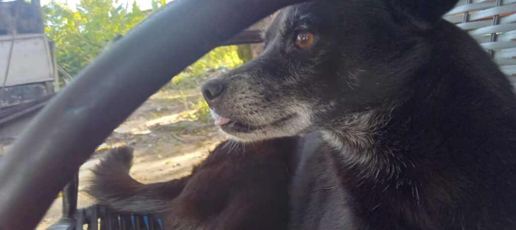 Depama prende suspeito de matar cadela com extrema violência em Aracaju