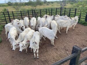 BNB aplica R$ 46 milhões em produções agroecológicas em Sergipe