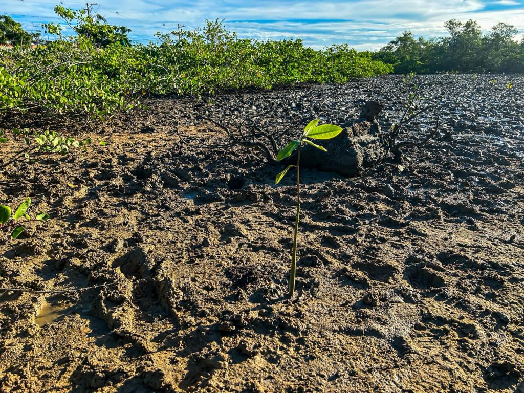 Prefeitura de Aracaju planta 100 mudas de mangue e reforça recuperação ambiental na Zona Norte