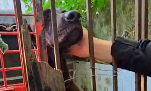 Polícia Civil desarticula canil clandestino e resgata 22 cães em Estância