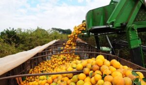 Exportações de Sergipe somam US$ 8,7 milhões em junho, mas registram queda de 80,5%